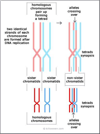 chromosome crossing over